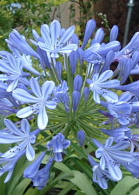 Agapanthus africanus